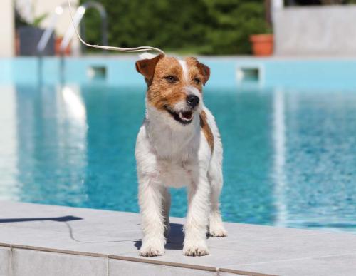 Jack Russell Terrier